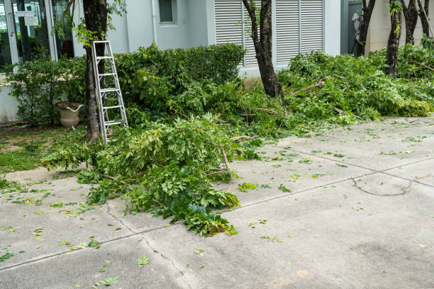 Best Leaf Removal  in Lawson, MO