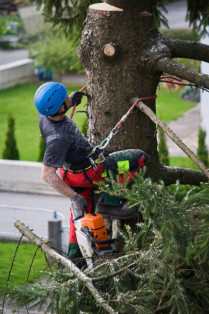 Best Tree Cabling and Bracing  in Lawson, MO